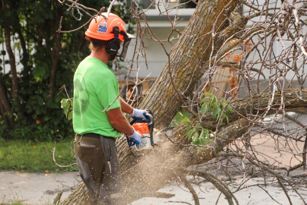 Tree removal