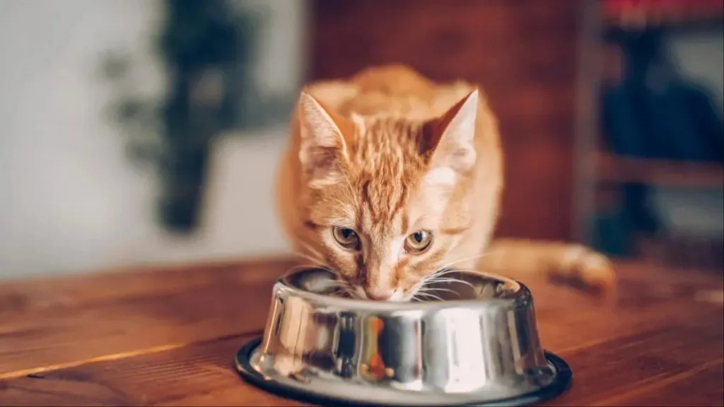 Pet Food Reviews