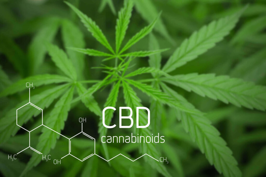 Cannabis